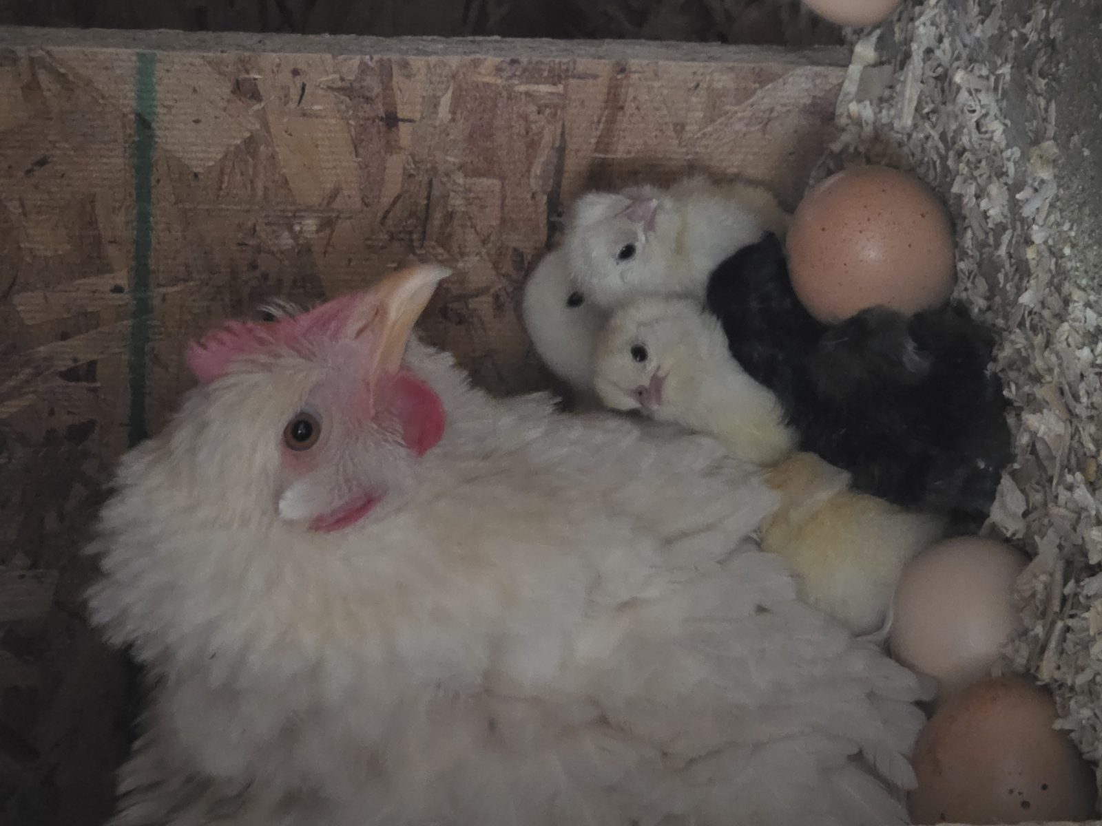 Hen raising chicks at Sláinte Farms
