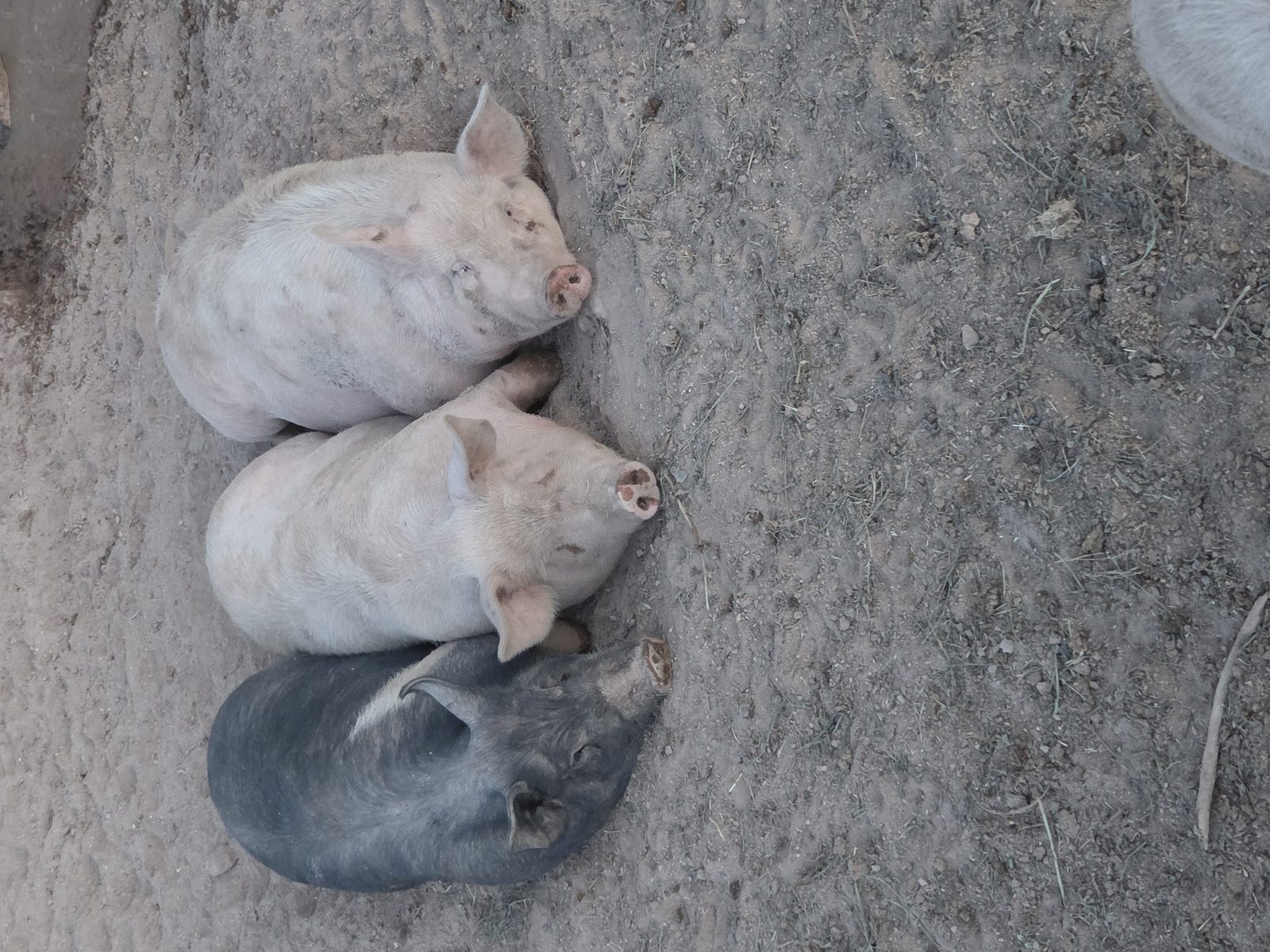 Sláinte Farms hogs